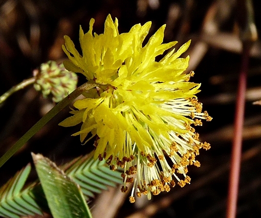 {Neptunia pubescens}